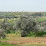 olive_c_5