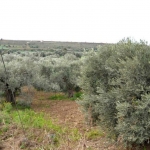 olive_c_3