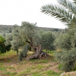 olive_c_2
