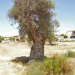 olive_c_10