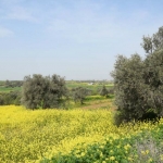 olive_c_7