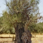 olive_c_1