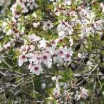 amigdalia2
