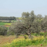 olive_c_4