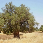 olive_c_11