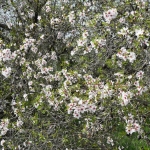 amigdalia3